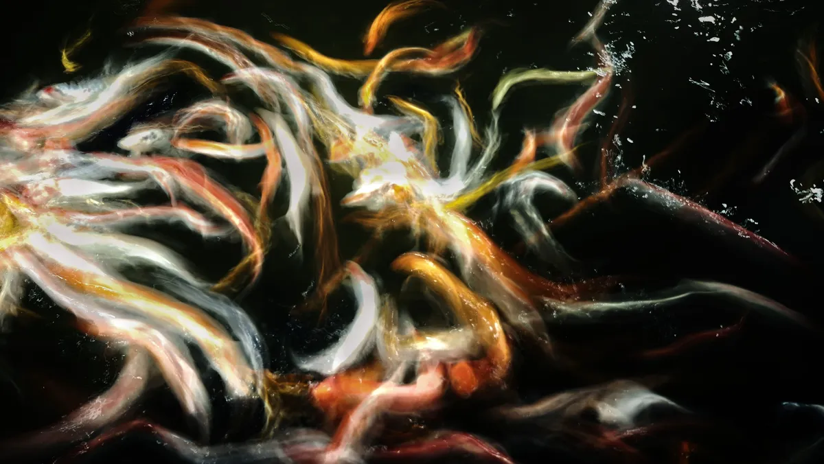 Koi fish blurred into orange and white streaks in dark water