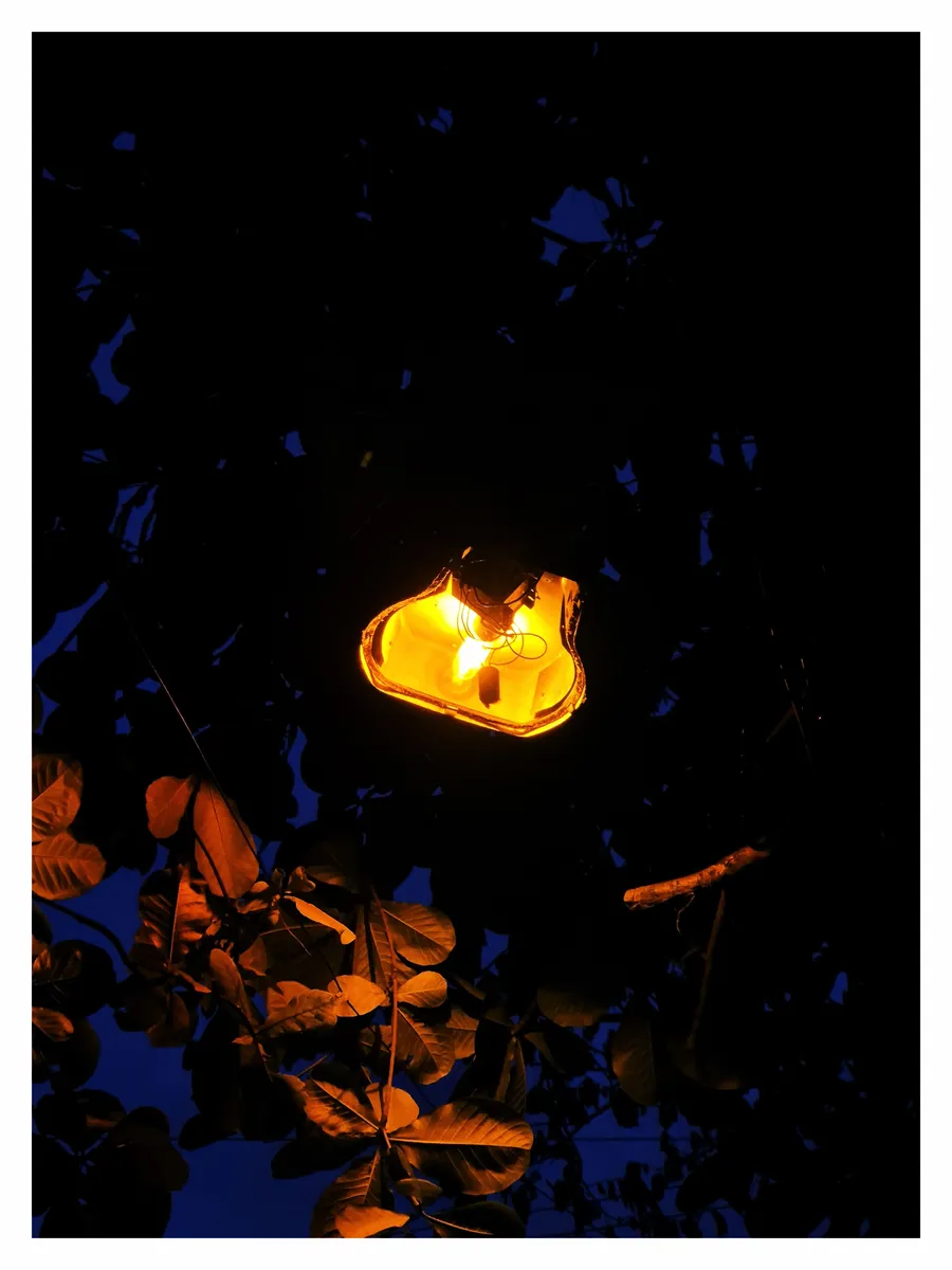 A single street lamp glowing amber through dark leaves
