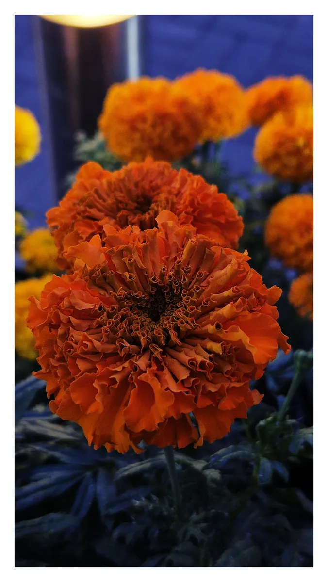 Orange marigolds against a blue wall at dusk