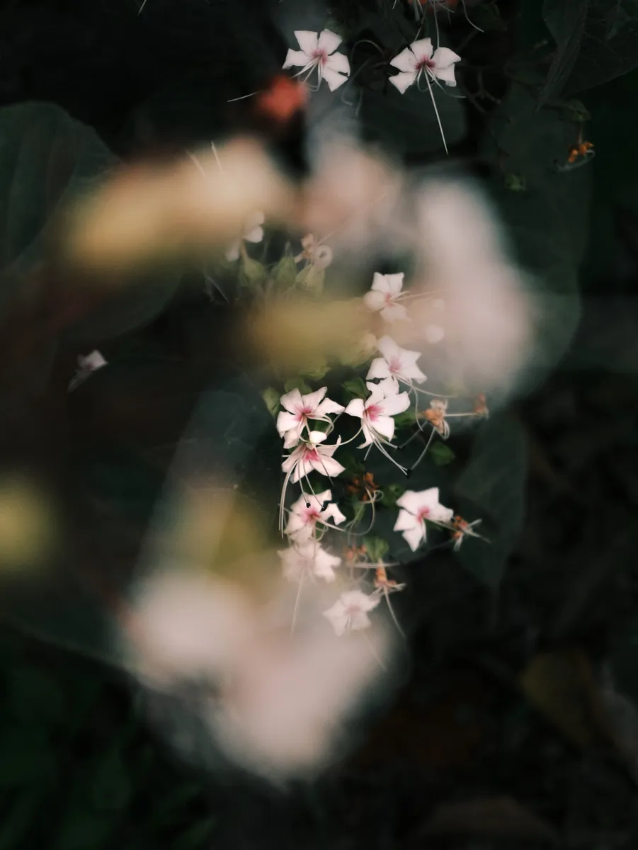 Small white and pink flowers in focus behind soft blurred petals