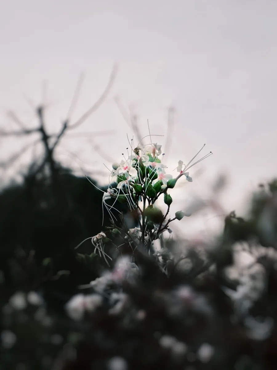 A white flower cluster against a pale overcast sky